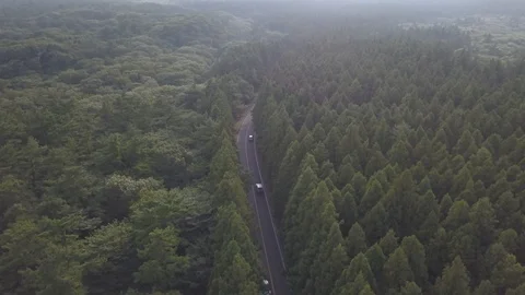 Jeju trees 動画素材 95984739