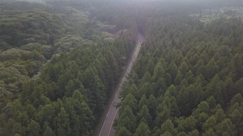 Jeju trees 動画素材 95986142