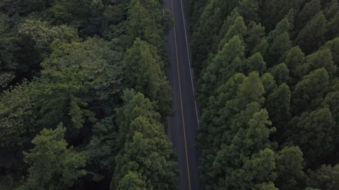 Jeju trees 動画素材 95990402