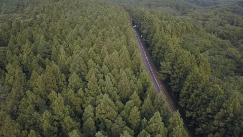Jeju trees 動画素材 95990496