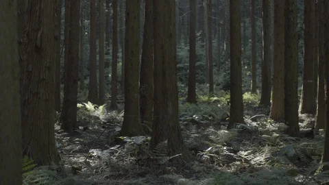 Jeju02 Stock Footage 86184056