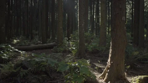 Jeju05 Stock Footage 86183604