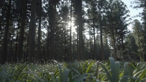 Jeju09 Stock Footage 86186182