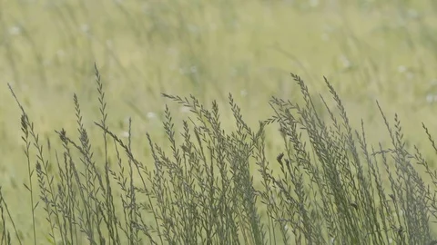 Jeju11 Stock Footage 86186427