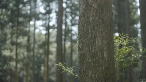 Jeju12 Stock Footage 86190579