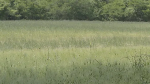 Jeju13 Stock Footage 86188743