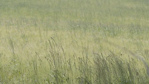 Jeju14 Stock Footage 86190199