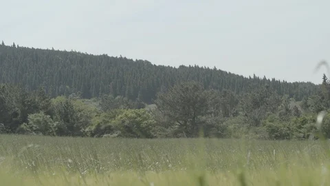 Jeju15 Stock Footage 86192725