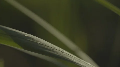 Jeju17 Stock Footage 86196162