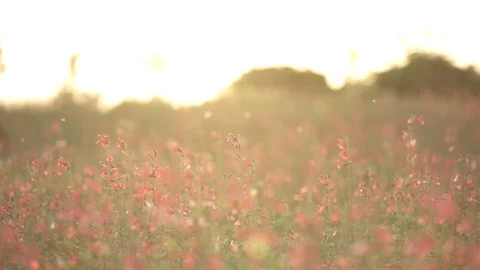 Jeju18 Stock Footage 86192797