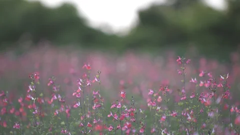 Jeju19 Stock Footage 86192876