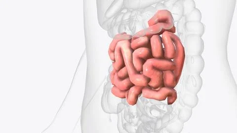 The jejunum is one of three sections that make up the small intestine Stock Photos