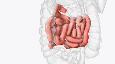 The jejunum is one of three sections that make up the small intestine Stock Photos