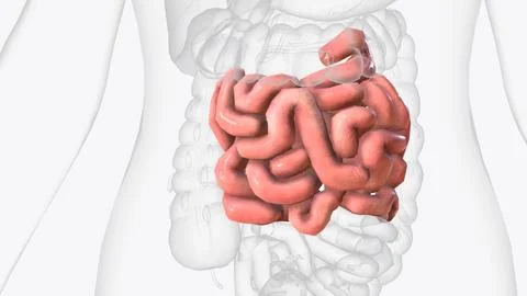 The jejunum is one of three sections that make up the small intestine Stock Photos