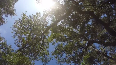 Jekyll Island trees 動画素材 56063960