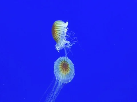 Jellies in the Blue 스톡 동영상 80937193