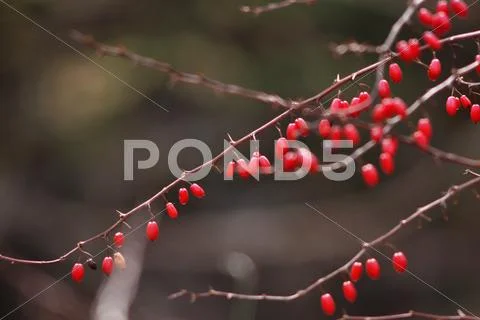 Jelly Bean Tree Stock Photos