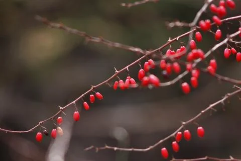 Jelly Bean Tree Foto stock