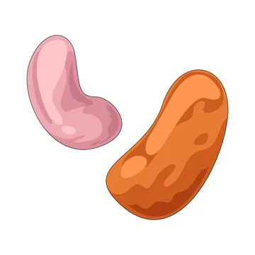 Jelly beans illustration Stock Illustration