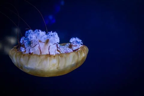 Jelly Beauty Stock Photos