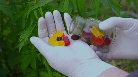 Jelly Candy Bear ,CBD oil medical canabis, grade sativa hands in white g Stock Footage