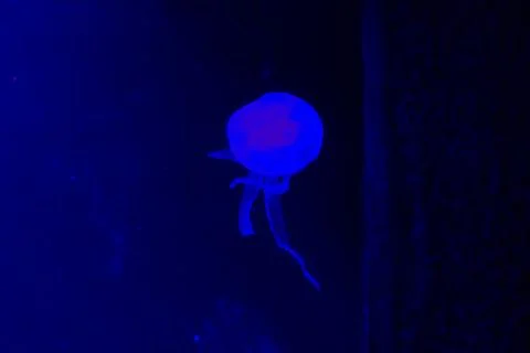 Jelly cnidaria Stock Photos
