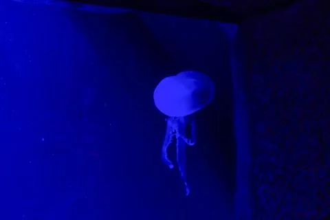 Jelly cnidaria Foto stock