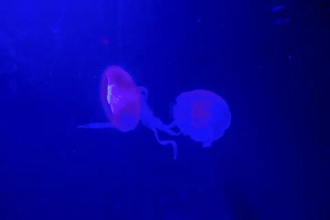 Jelly cnidaria Stock-Fotos