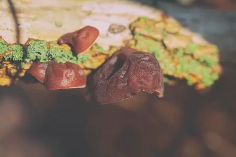 Jelly ear Stock Photos