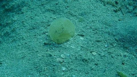 Jelly-like eggs on sendy bottom. Protective sheath of eggs Lugworm Arenicola Stock Footage 127193159