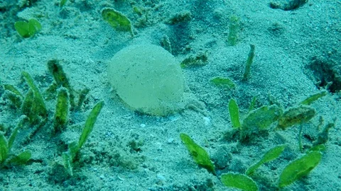 Jelly-like eggs on sendy bottom. Protective sheath of eggs Lugworm Arenicola Stock Footage 127495087