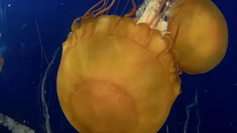 Jelly Fish 01 Stock Footage 90060998