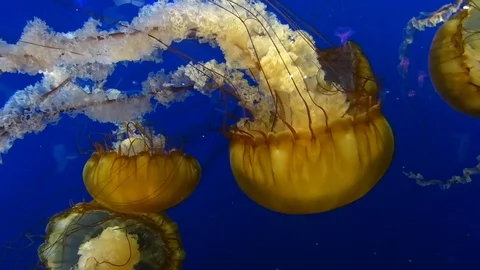Jelly Fish 02 Stock Footage 90061016
