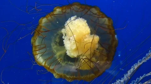 Jelly Fish 03 Stock Footage 90061022