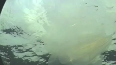 JELLY FISH 1 Video stock 306550542