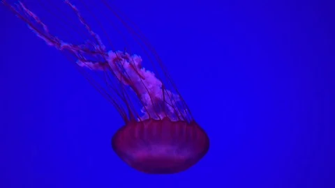 Jelly fish. 4K footage. Stock-Footage 74417018