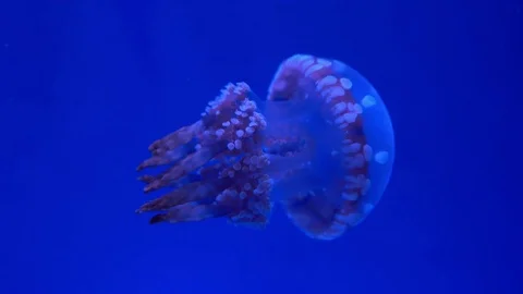 Jelly fish. 4K footage. Stockbeeldmateriaal 74419655