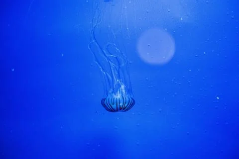 Jelly fish in acquarium Stock Photos