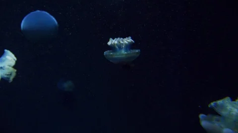 Jelly fish backgorund Stock Footage 93230732