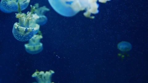 Jelly fish background Stock Footage 93232136