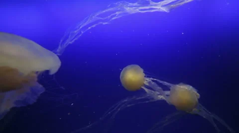 Jelly fish in the blue ocean Stock Footage 41466451