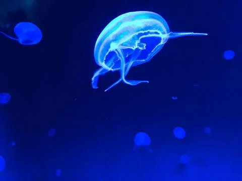 Jelly Fish in Blue Stock Photos
