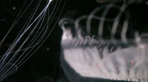 Jelly Fish Close Up Stock Footage 12644405