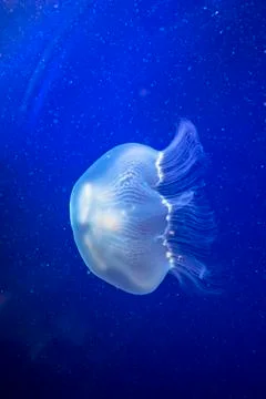 Jelly-fish close-up Stock Photos