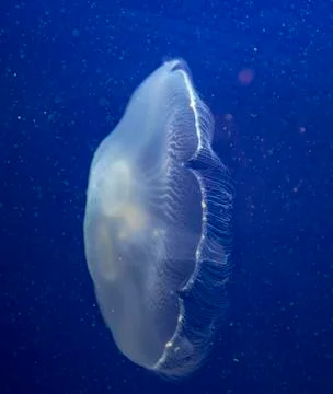 Jelly-fish close-up Stock Photos