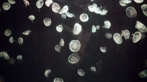 Jelly Fish in a colourful tank Stock Footage 58891908