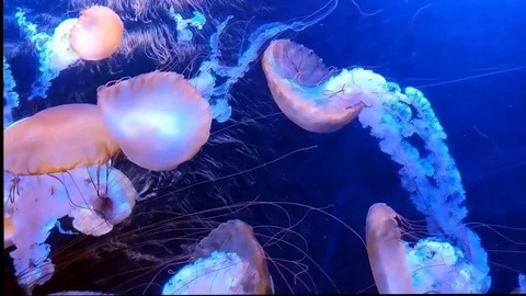 Jelly fish floating in an aquarium Stock Footage 104641688