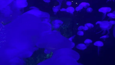 Jelly fish floating Stock Footage 86589656