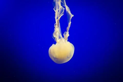 Jelly fish floating Stock Photos