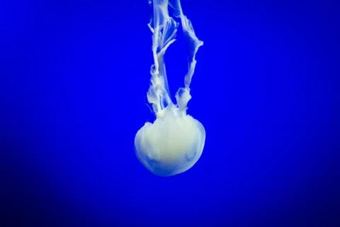 Jelly fish floating Stock Photos